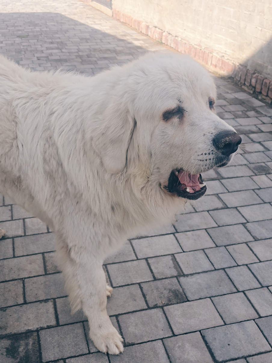 Ten co zawsze głupa pali ,że to nie on😂  #crazydog #happydog #dog #piesek #owczarekpodhalański 