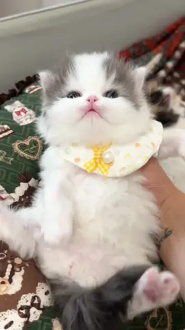 Talking cat#Kazilan big eyes#So cute#The little cat that curses#catsounds #little #catcub #cute #CheeseCat #Furry #kitty #Milky 