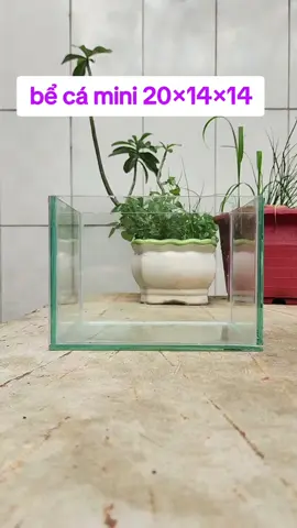 bể cá mini 20×14×14 kính 5ly#betta #coffy #beco #betta #guppy #vita #bio #cc #Bể #Cá #mini #Hồ #cá #Betta (+Dấu #Keo #Đen #Trắng) #vi #sinh #lọc #nước #dưỡng #cá #oxy #máy #bơm #Artemia #thuysinh 