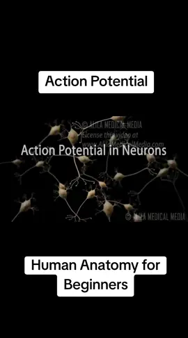 Action Potential (Nerve impulses) #creatorsearchinsights #actionpotential #nerve #neuroscience #neurodivergent #medicalassistant #physicianassistantstudent #fyp #physicians #anatomy #physiology 