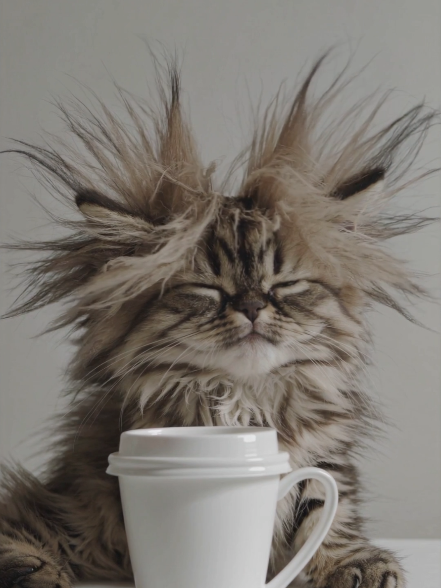 Need More Coffee 😵☕️ #Fyp #Viral #Fluffy #KittenLove #CoffeeFirst #Catsoftiktok #TooTired #MorningMood #MessyFluff #creatorsearchinsights 