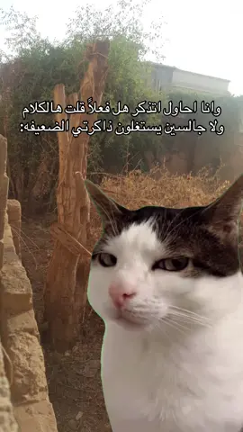 #meme #memecut #foryou #fypシ #explore #viral #fyp #رياكشن #ذبات 