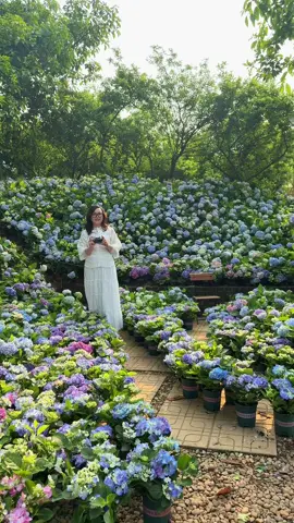 Một khu vườn đầy thơ mộng..Mùa Cẩm Tú Cầu nhà An sắp hết rùi..thương mời các nàng qua##cẩmtúcầu #xuhuong #hot #chillchill #mọingười #anrosefarmquocoai #hoahong 