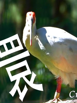 Did you know? Chinese characters actually originated from ancient pictographs — symbols evolved from drawings. In the wild landscapes of #Shaanxi, you can still spot traces of these charming early forms. Click the video below and discover the original beauty of Chinese writing!