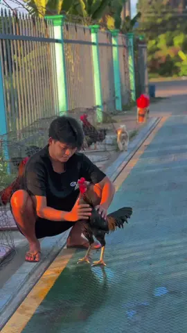 Quee chuộc xe về chủ mớii ,emm ơiii…😊📌🐓🌾#Sumgàđiều✅🐓🌾 #gàđáđồngtháp #gàbông #gàchiến #gàđámiềntây #66đồngtháp #xuhuongtiktok 