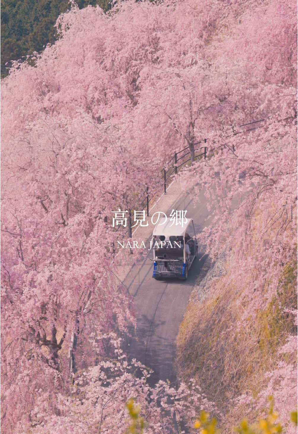 1000本の枝垂れ桜 高見の郷 奈良 #japan #sakura #桜 #日本の風景 #絶景 