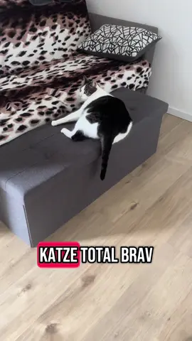 #tommy_derkater #cats #catsoftiktok #catslovers #catsvideo #catstagram #catsmoves #cat #katze #katzen #katzenvideos #katzenliebe #katzenauftiktok #funnycats #funny #funnyvideo #funnymoments #funnytiktok #fy #fyp≥ #fyp≥ viral #fypage #fyppppppppppppppppppppppp #vira #viralvideo #viralvideo #viraltiktok #virall #viral_video #viralvideosofficial #ideen #instergram #booster #fürDich  