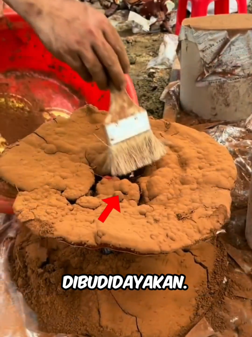 Ramuan Tradisional, Dari Kayu Jadi Obat Alami? 💊🤯 #faktaunik #education 