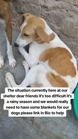 Link in Bio to help us get some blankets for our precious rescues please don't ignore us anything you can donate would be much appreciated #dog #doglovers #usa_tiktok🇺🇸 #Usa #fyp #goviral #Germany #germanytiktok #germany 