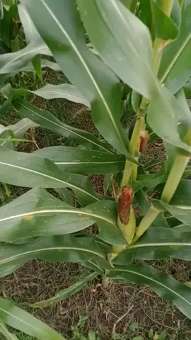 Pertumbuhan tanaman jagung #petanimuda #petaniindonesia🇮🇩🇮🇩🇮🇩🌿🌿 #petanimodern #petanisukses #pejuangrupiah #sawahpedesaan #bosmuda #bahanswmu #bahanstory #bismillahfyp #bismillah #bismilahrame #harusfyp #gakpernahfyp #gaksukaskip📵 #gakdingintetepseger #gakpernahfyp😭 #lewatberanda #lewatberandafyp #lewatberandamu #lewatberandafypシ #hiburantiktok😁✌ #xybca #yzxcba #tiktokindia #tiktokviral #tiktoknews #tiktoker #vidioviraltiktok #masukberanda #masukberandafyp #masukfyp #masukberandamuu #fypage #fyppppppppppppppppppppppp #fypシ゚ #fypdong #fypgakni #fypシ゚viral🖤tiktok #viralvideo #viraltiktok #viralvideotiktok #viralvideos #gratisongkir #beranda #berandatiktok #berandafyp #tren #trend #trendingsong #promosale #promobelanja #promotiktok #promotiktokshop #bigsale #gratisongkirtiktok #virale #pejuangfyp #trendingreels  #trendingnow #trendingtiktok #affiliatemarketing #affiliate #affiliatetiktok #affiliatepemula #reels #reels__tiktok #story #storytime #storywa #cekkeranjangkuning #nganjukhits #nganjukviral #nganjukstory  #nganjuk24jam #nganjukkotaangin #nganjuk_jawa_timur 