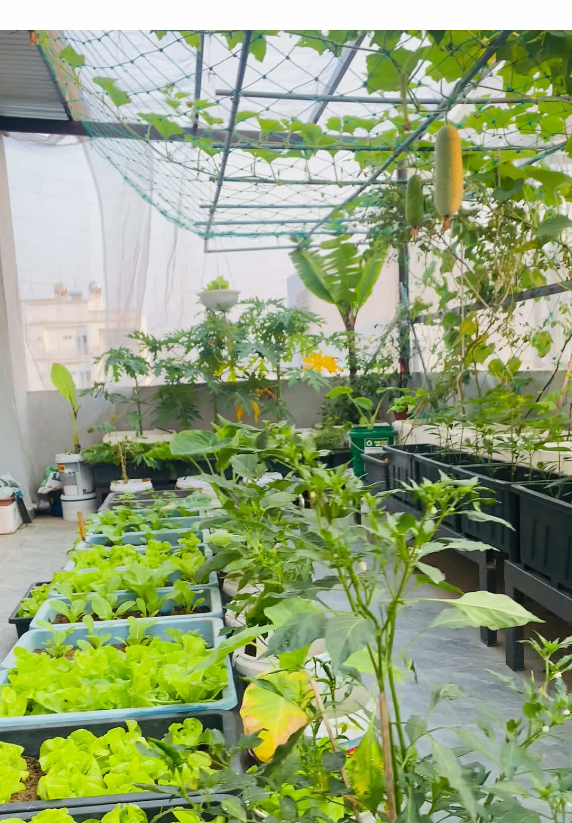 Vườn rau sạch banlcony #trongrausanthuong #trongrausach 