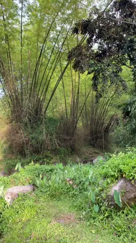 Free to use pang myday mo #fyp #vidoes #vibes #nature #natures #fyppppppppppppppppppppppp #vidoes 