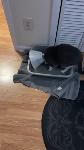 Cats are not used to wearing E-collar yet #cat #catsoftiktok #funnyvideo #fyp #pet 