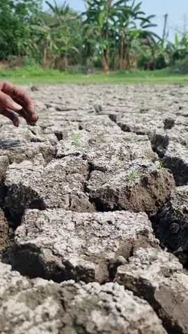 Dry place village pond big stuck golden fish catching by hand #fish #fishing #reels #video 