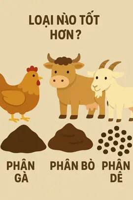 1. Phân Gà 	•	Thành phần chính: Đạm (N) cao, trung bình lân (P₂O₅) và kali (K₂O), chứa canxi (Ca), magie (Mg), vi sinh vật hữu ích. 	•	Tác dụng: 	•	Thúc đẩy cây phát triển mạnh mẽ, đặc biệt là ở giai đoạn đầu. 	•	Kích thích ra hoa, kết trái tốt. 	•	Cải tạo đất nhanh, giúp đất tơi xốp. 	•	Kháng sâu bệnh nhờ vi sinh có ích. 	•	Lưu ý: Phải ủ hoai mục kỹ, vì phân gà nóng, dễ làm cháy rễ nếu bón tươi. ⸻ 2. Phân Bò 	•	Thành phần chính: Tỷ lệ dinh dưỡng thấp hơn phân gà, giàu chất hữu cơ, vi sinh vật. 	•	Tác dụng: 	•	Cải thiện độ tơi xốp và giữ ẩm cho đất. 	•	Tăng lượng mùn và vi sinh vật trong đất. 	•	Bón lâu dài, bền vững, ít nguy cơ cháy rễ. 	•	Lưu ý: Thích hợp dùng làm phân nền hoặc phối trộn với phân khác. ⸻ 3. Phân Dê 	•	Thành phần chính: Dinh dưỡng cân bằng hơn (N, P, K vừa đủ), khô, ít mùi, dễ bảo quản. 	•	Tác dụng: 	•	Giàu dinh dưỡng nhưng không gây nóng như phân gà. 	•	Cải tạo đất tốt, giữ ẩm khá, thoát nước tốt. 	•	Phù hợp nhiều loại cây trồng, nhất là cây ăn trái và rau màu. 	•	Lưu ý: Bón trực tiếp được khi đã khô, nhưng tốt nhất vẫn nên ủ hoai mục. #electroculture #xuhuong #sieuphanbon #phande #nongnghiep #huucovang #saurieng #caphe #nongsan #phanbo #phanga #phanbonhuuco 