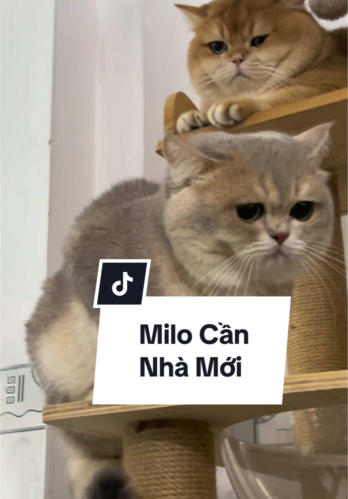 Milo cần người thương cô chú ơi …#xuhuongtiktok #cat #pet #MèoTênMỡ #catlover #meoanhlongngan #meocam #meocute #meodethuong #meogolden 