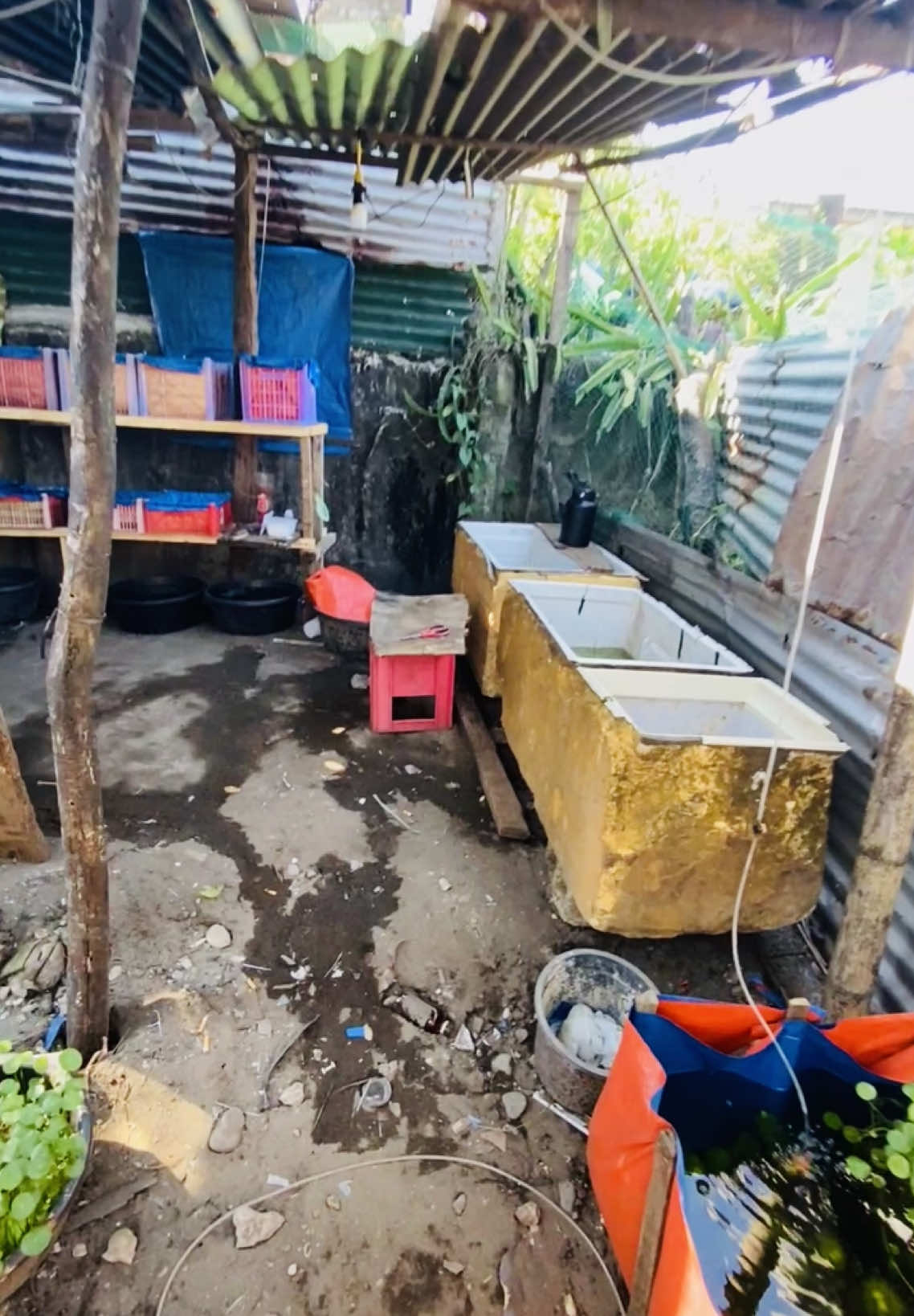 👌🏻👌🏻#guppylover #ikan #foryoupage #fyppppppppppppppppppppppp #fishkeeping #SmallBusiness #minivlog #wildlife #fyp #fishhobby #GD 