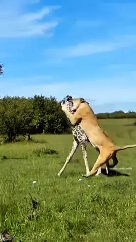#animals #wildlife #lion 
