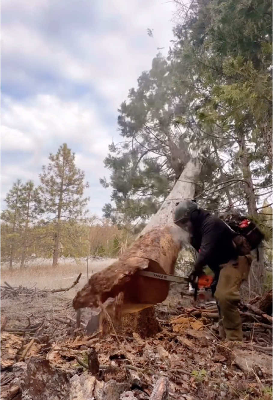 Even professional loggers make mistakes sometimes.#satisfying #fyp #giant #oddlysatisfying #teework #asmr 
