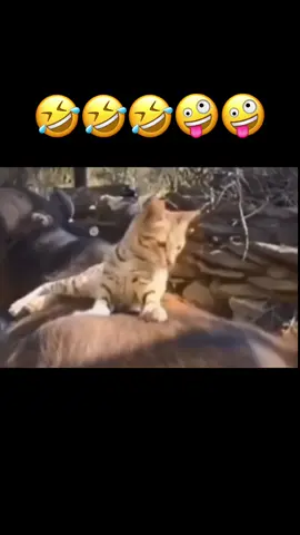 #fyp #respect #funnymoments #funyy_videos #tik_tok #funnymoments #funyy_videos #funnymoments #fyp 