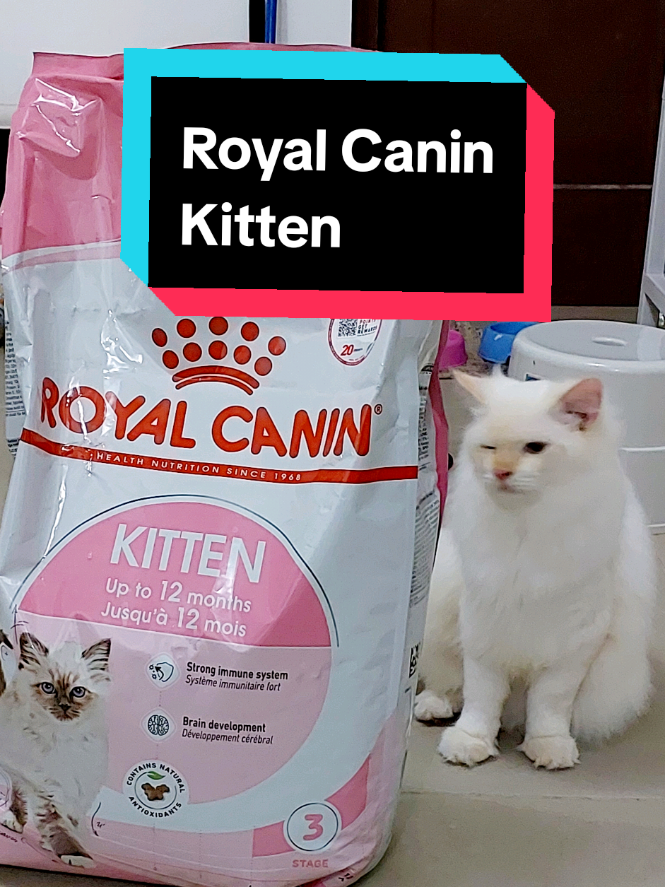 Refilling Royal Canin Kitten dry food in the automatic feeder—instant chaos! These kittens go wild like it’s a party! Watch ‘til the end to see how excited they get! #RoyalCanin #KittenChaos #PetFeederRefill #ViralCats #CuteKittens #FurBabies #fyp #fypage #fyppppppppppppppppppppppp #foryou #foryoupage #viral #trending 