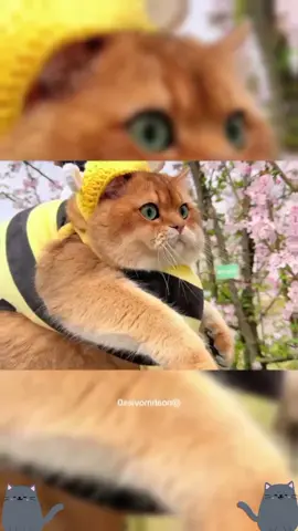 funnycats😂😂😂#funnycat #cats #cutecat #catlover #funnyvideos #catsoftiktok #viral_video 