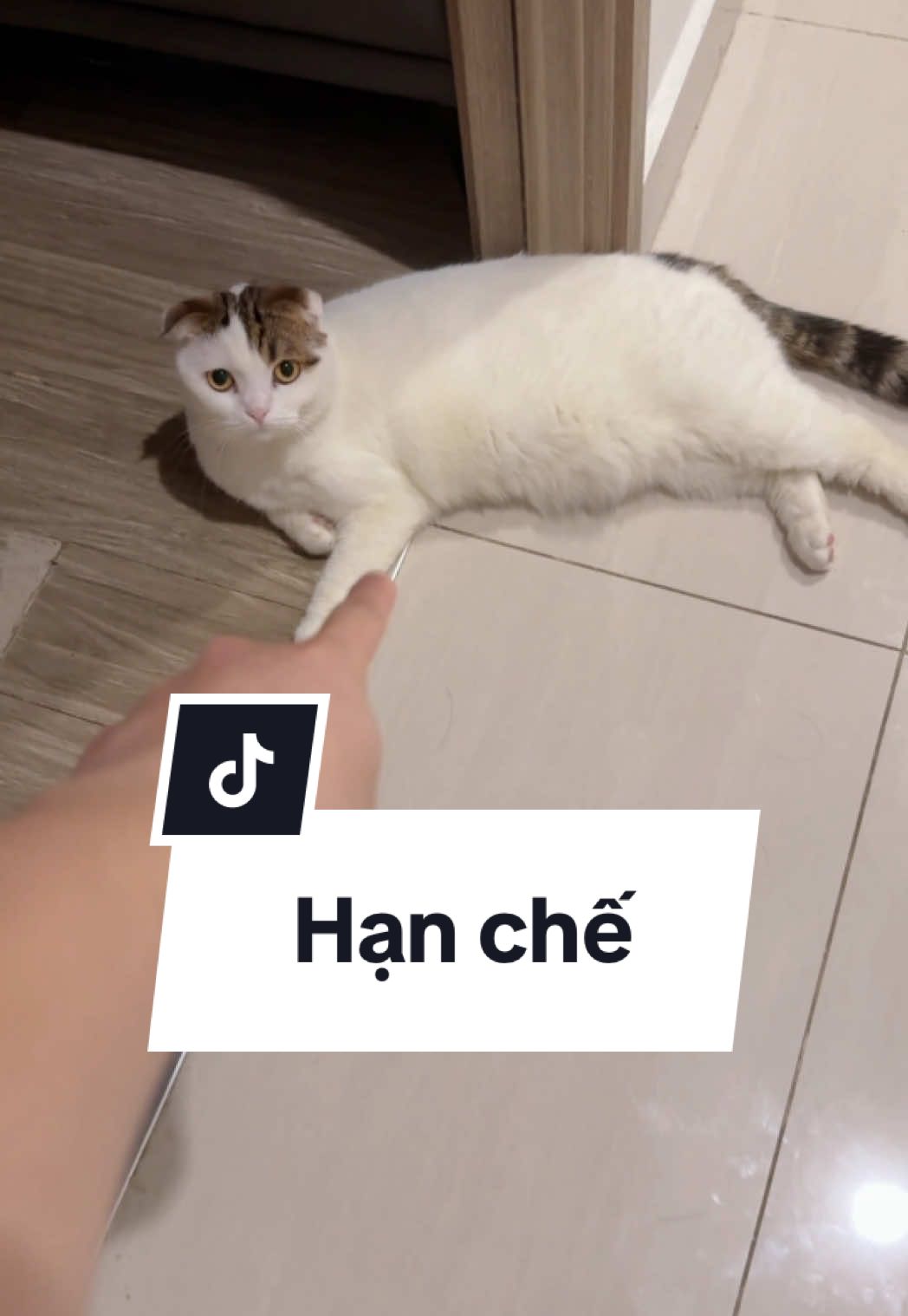 Khổ thân mấy đứa bị hạn chế di chuyển #maly #malygaugau #malyfamily #vtvcab 