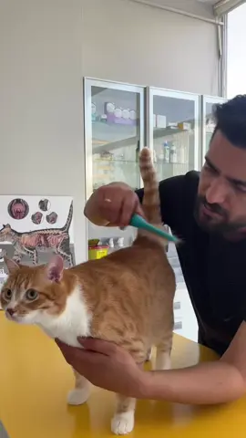 Birtakım kilo problemleri… #k#kedik#kedilerk#kedilerimk#kedilerrrk#kedilerrrrr❤️c#catc#catsoftiktokk#kedilerindünyasık#kedilerisevink#kedilerindunyasik#kedilervadisiv#veterinerhekimv#veteriner_hekimv#veterinarylifev#veterineriav#veterinerlikv#veterinerhekimiv#veterinerhekimlikc#canlilarc#canlılardünyasıc#canlılarhayvanlarisevelim 