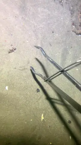 #catchseafood #oceanexploration #deepsea #beach #nature