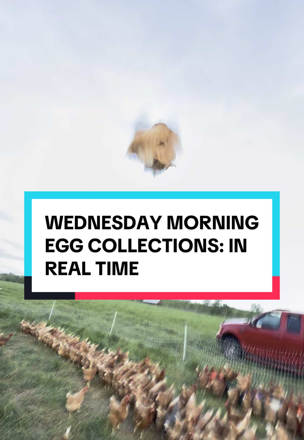 Wednesday morning egg collections, in real time :-) #sylvanaquafarms #blackbirdcoop #smallfarm #farmlife #regenerativeagriculture #pastureraised #pasturedpoultry #virginia
