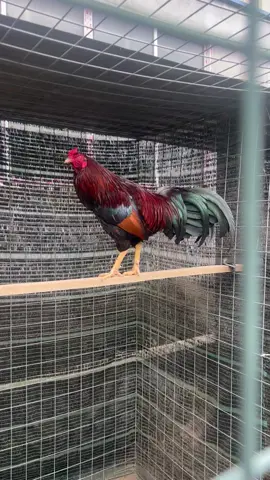 tơ xuân 🥰                                                 #xuhuongtiktok ✅