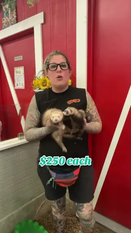 #Ferret #FurryBuddies #ferrets #ferretsareawesome #ferretsoftiktok 