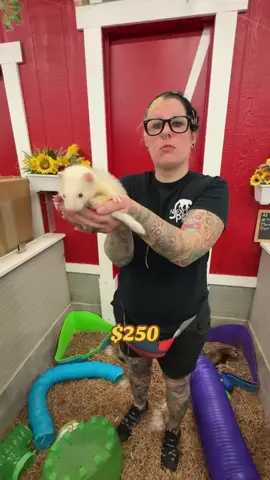 #Ferret #FurryBuddies #ferrets #ferretsareawesome #CuteAnimalsOfTikTok #PetsOfTikTok 