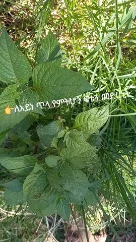 ሰላም አለይኩም ሼህ   አደም ባህላዊ ህክምና አገልግሎት ሰጪ ለበሽታዎ ትክክለኛ መፍትሄ እንሰጣለን።ባጭሩ ያክል አምንሰጣቸዉ አገልግሎቶች  #ሲህር ለተሰራበት ጅኒ ላለበት ቡዳ ለያዘዉ  እንዲሁም ጭንቀት ላለበት #የገበያ ገርግር መንፈስ #የሥራይ የተላከ መንፈስ #የትዳር ገርግር መንፈስ #የሀብት ገርግር መንፈስ #የዓይነ ጥላ መናፍስት #በቤተሰብ የመጣ የዛር መንፈስ #የሴት ዛር መንፈስ #የወንድ ዛር መንፈስ #በህልም እየመጣ ሚገናኝ መንፈስ #የዛር መንፈስ...እና የመሳሰሉት... በ 09-53-43-63-15 ደዉለዉ ያማክሩን የሚገረግሩ መናፍስት ተንኮል፦ 🔹ትዳር እንዳንይዝ 🔹ልጅ እንዳንወልድ 🔹ሃብት እንዳናፈራ 🔹ቤተሰብ ሰላም እንዳይሆን 🔹ሀገር ሰላም እንዳይፈጠር 🔹ግልፍተኝነት ባህሪ እንዲኖረን ያደርጋሉ። ⏩የሚገርግሩ መናፍስት የተንኮል ጥግ፦ ✔የውጭ ፕሮሰስ ማቋረጥ ✔ጽንስ ማቋረጥ ✔ትዳር ማቋረጥ ✔ተስፋ ማጨለም ✔ከትምህርት ማሰናከል ➡ልጅ እንዳይወልዱ መከልከል ➡የእንቅልፍ እጦት  ➡ፍርሃት ➡ከማህበራዊ ሂወት ማግለል ➡በስራ ቦታ የስራ እድገት ማጣት  ➡ከስራ መባረር ↪ከሰዎች ጋር አለመስማማት ↪መነጫነጭ ↪ራስ ምታት ↪በሰው እንድንጠላ ማድረግ ↪ሀብት መገርገር ↪ስራ መገርገር ✅ጭንቀት መፍጠር ✅ለአደጋ መዳረግ ✅እቃ እንዲበላሽብን መሆን ✅ከፍቅር አጋር ማጣላት ✅በወር አበባ ከቤተ እምነት መከልከል ✅በህልመ ለሊት ከቤተ እምነት መከልከል ለበለጠ መረጃ ደዉለዉ ያማክሩን በ 09-53-43-63-15