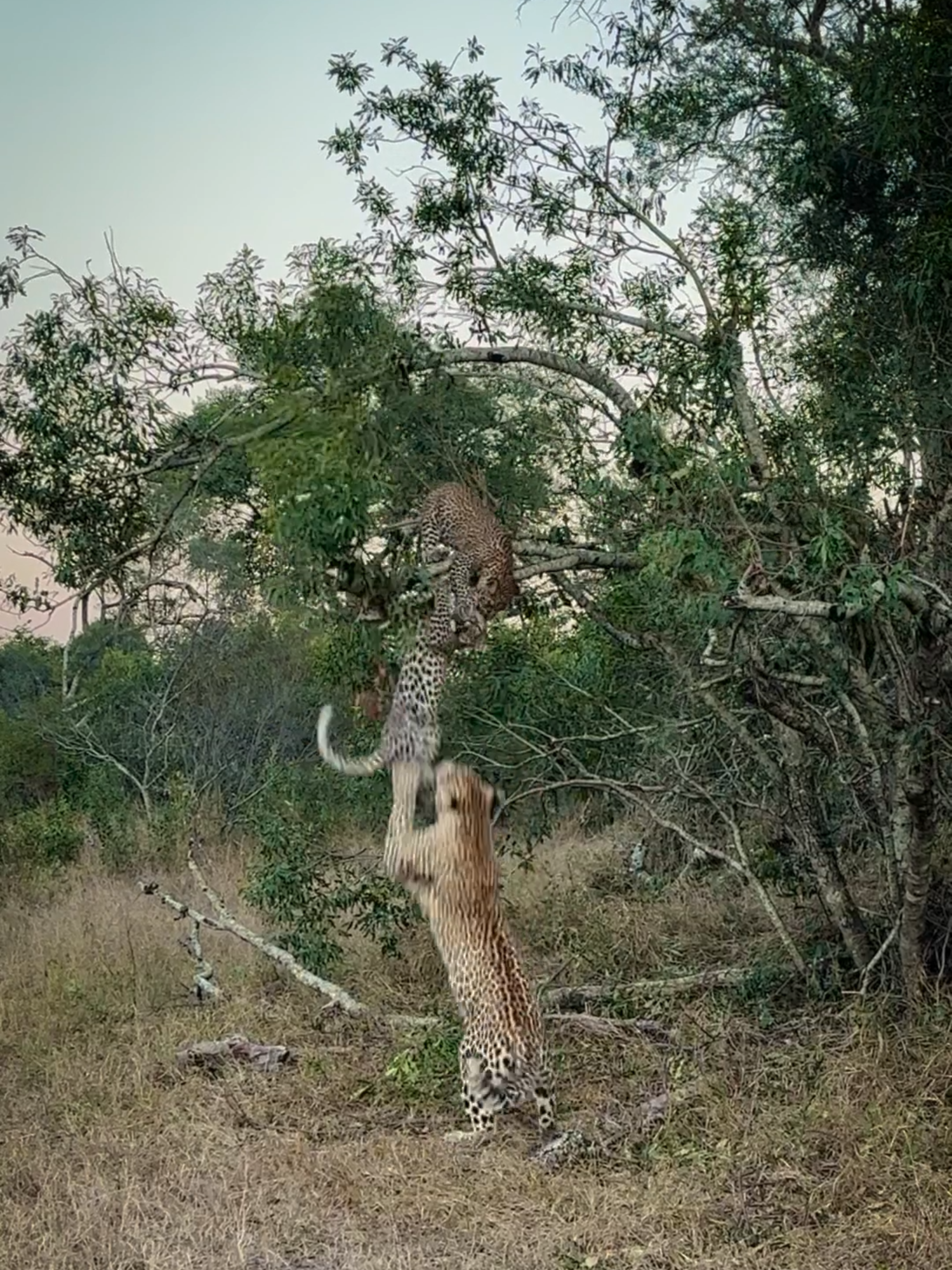 A leopard mother's playful move — watch her pull her cub out of the tree during playtime! 🐆🤣 #funnyanimals #nature #africa #southafrica #safari #wildanimals #catsoftiktok #leopard #cuteanimals #travel