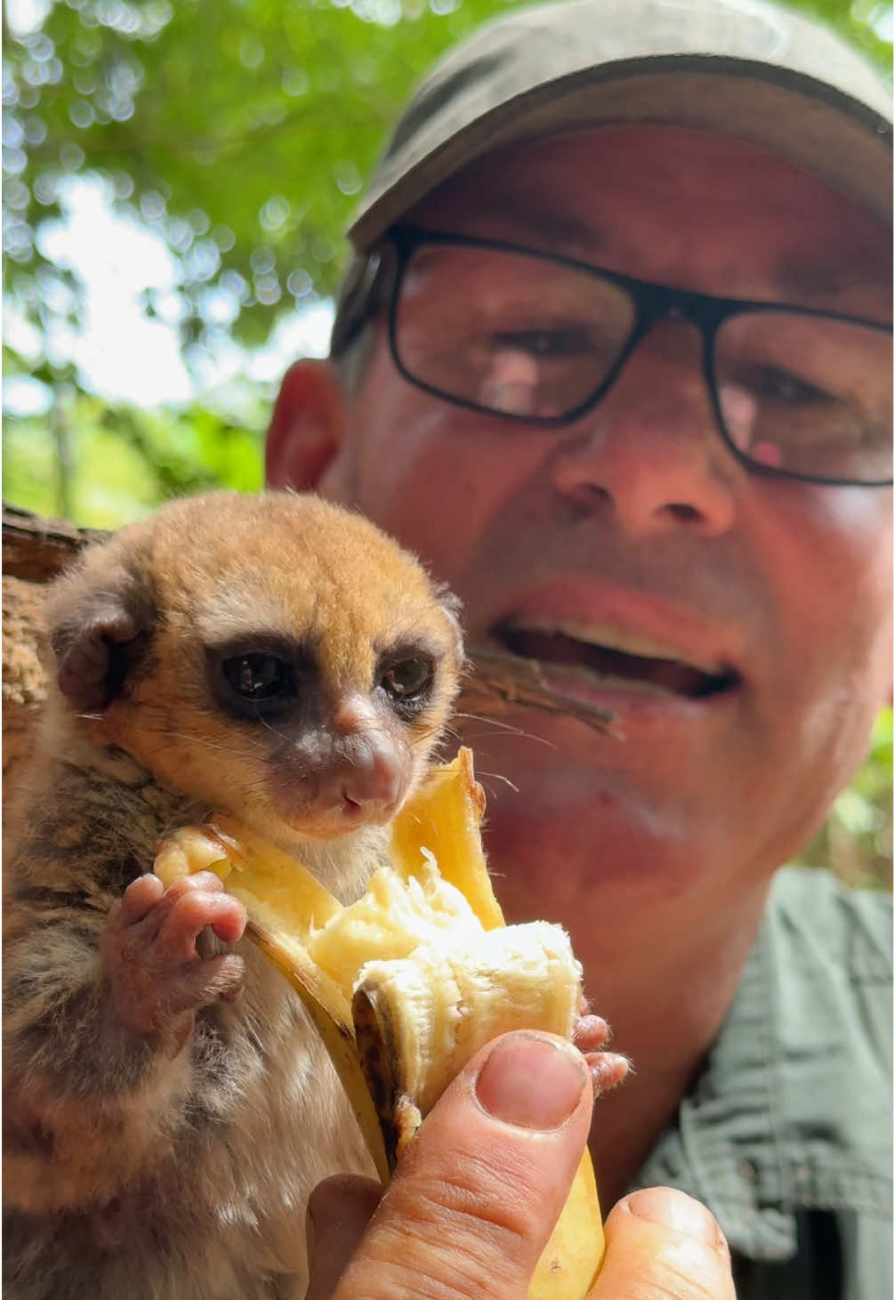 A banana breakfast with an adorable Mouse Lemur is always fun - so delighted to see this nocturnal animal! 🐵🍌 #lemur #fyp #breakfast #cute #ivancarter 