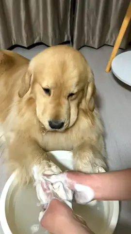 😂#dog #goldenretriever 