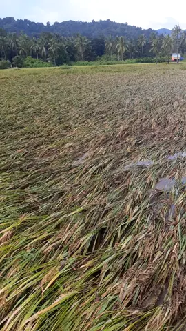 gagal panen sebagian besar padi terendam air dan lumpur bahkan padi sdh tinggi😭 #ujamesuseruiwa #endeliofloresntt 