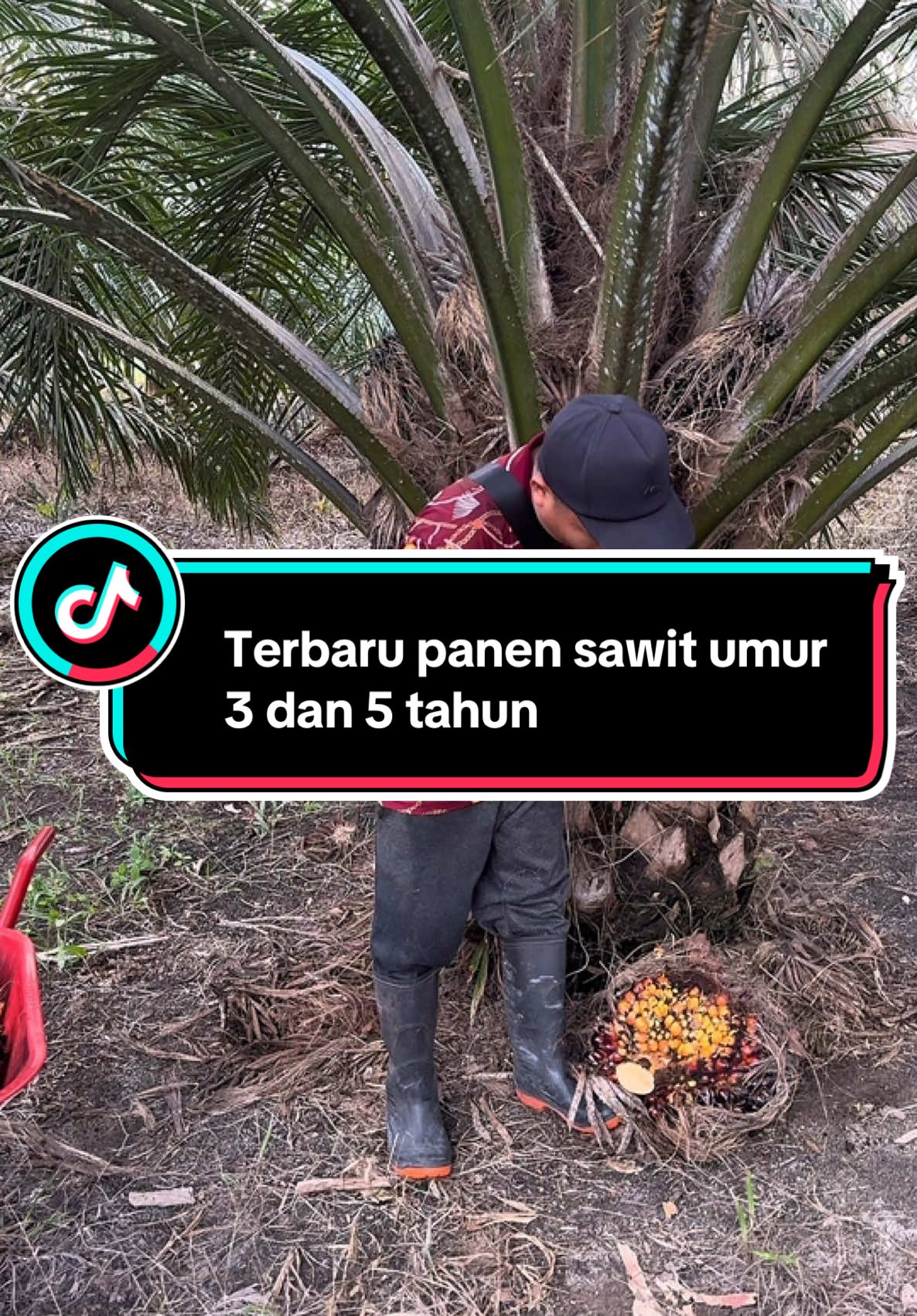 Terbaru… panen sawit kecil unur 3 dan 5 tahun. Hasilnya tetap lumayan ya😊  #hiburan #sawit  #fyp #kreatortiktok #viral #petanimuda 