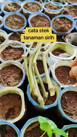cara memperbanyak tanaman sirih dengan metode stek batang #stektanaman #sirih 