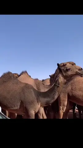 #عبدالله_الدبوس #الدبوس #ندر_الصفر @ندّر الصفر🐪 #الفضول #مطير #عتيبه #اكسبلور 