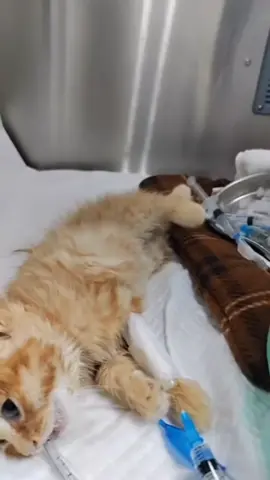 UPDATES ‼️‼️ Our beloved Claire is still  fighting FIP, a life-threatening illness in cats. 🥺 Her treatment is costly, and we need your help to cover the expenses. Any donation, big or small, can make a huge difference in saving her life   You can save by only donating $15, when the donations come together, it creates a huge impact 💌 HOW TO DONATE 🤭 We have a  donation link attached to our bio which you can donate with GooglePay,  credit/debit card 🙏🏻 This link belongs to our page only 🌸🌼 #repost #catsoftiktok #catrescue #rescuekittens #catsfollowers #cats #straycatsoftiktok #communitysupport #catstiktok #unitedkingdom #usa #europe #germany #switzerland #furryfriends 