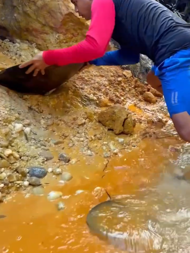 Looking for gold and panning for gold buried in river walls #goldpanning #mininggold #goldhunter #golddiscovery #viralvideo #foryou #foryoupage 