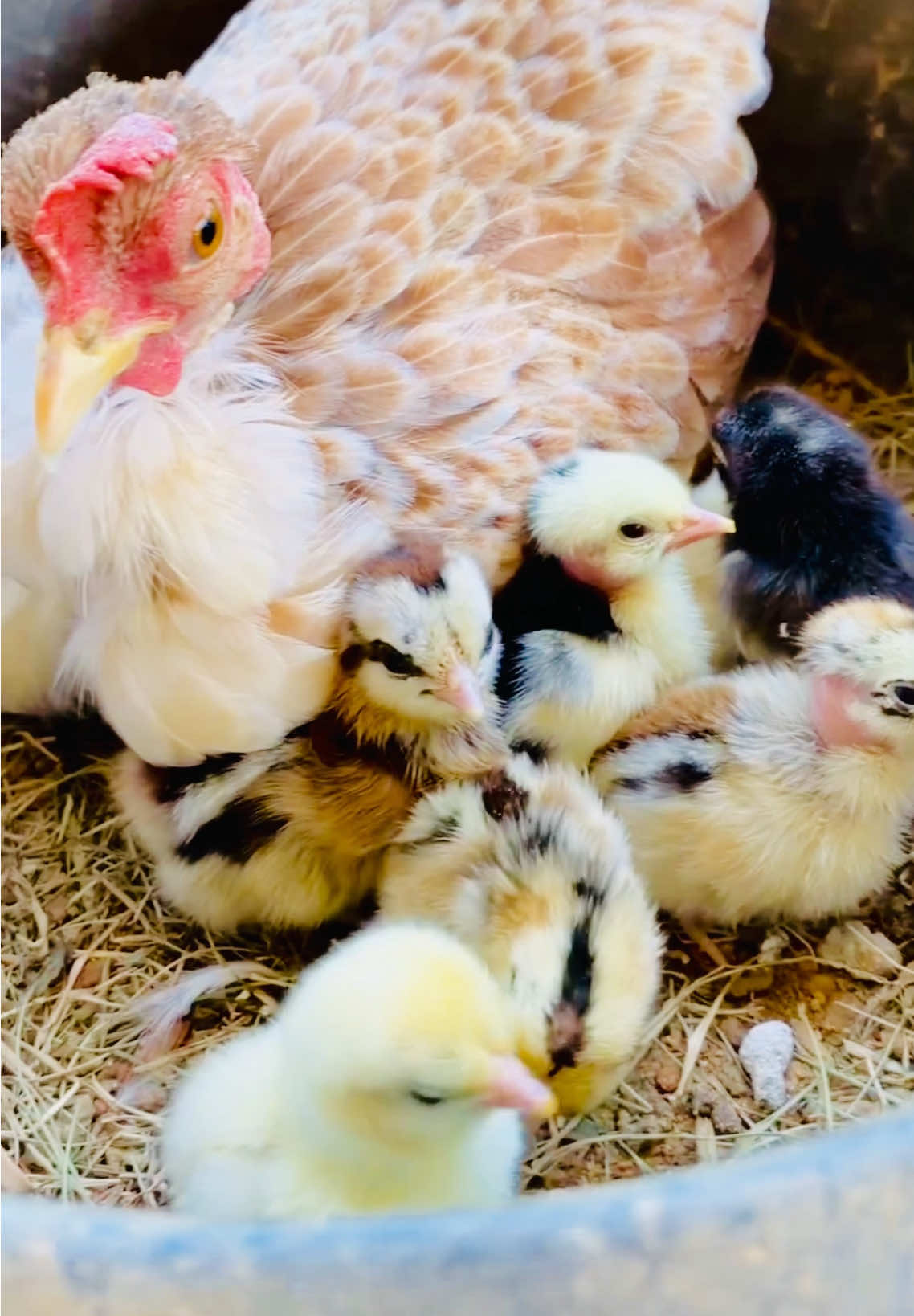 Pumkin with her cute babies! She is so cute mom!?!? #pumkins #little #babies #hatchingday #motherhood #chickshatch #mama #hen #fypシ #fyppp #momtagsarm🐣🥳🥳 #fypagetiktok #naturalfarms09 #mybackyard #mylovelychicken😍 #animallover #farmlife #fypシ゚viral🖤video #thanksallfollowers #followers😘 