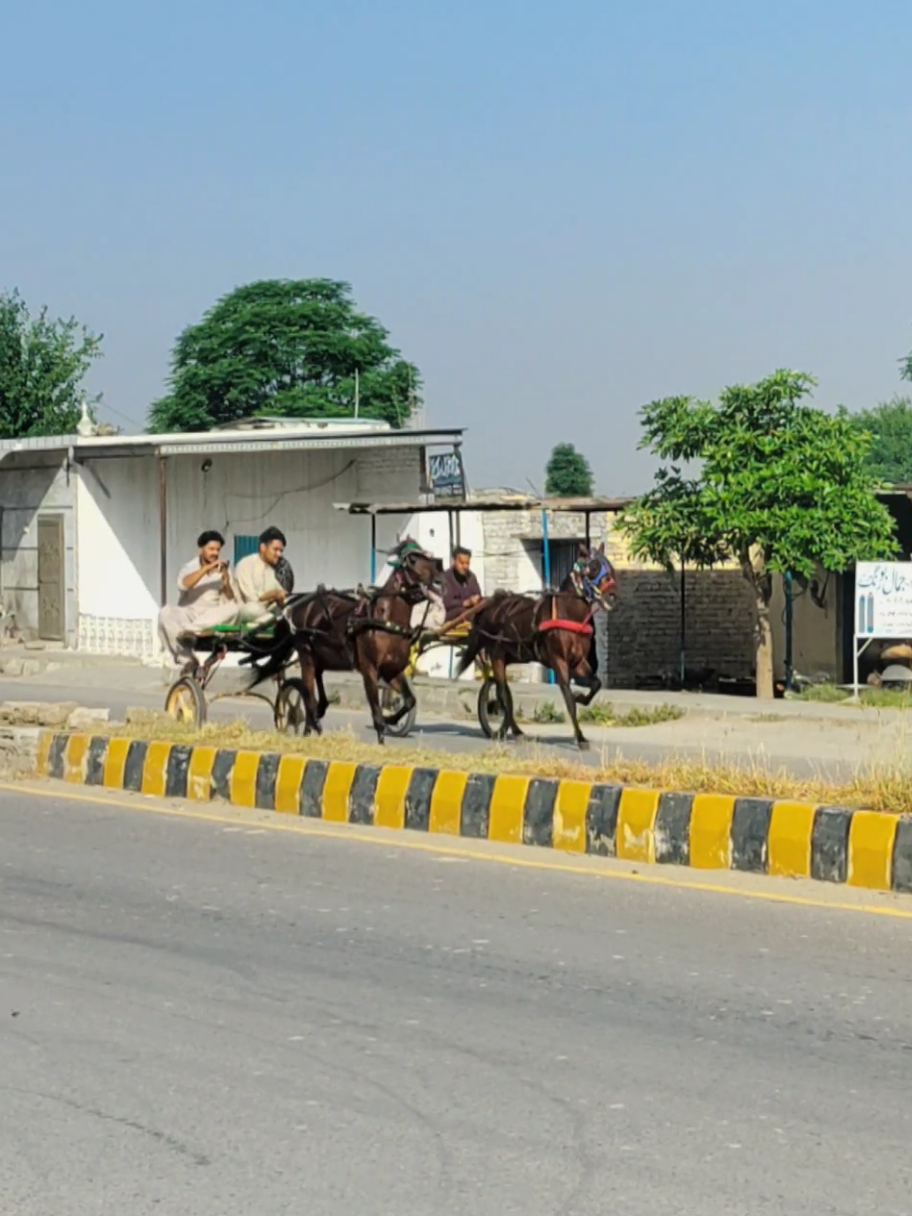 #horsephotography #trending #horselovers #horseracing #riding #horsetraining #arbihorse #foryou #horseshow #horseworld #tangarace #allpakistantangarace #horserider #horsemanship 
