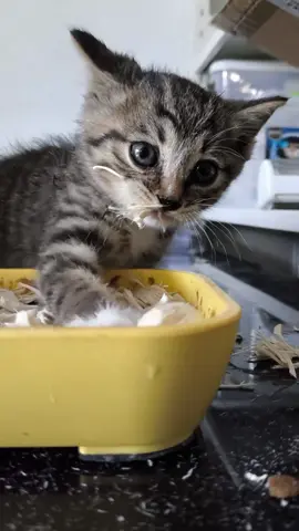 No touchy my food!#kitten #cat 