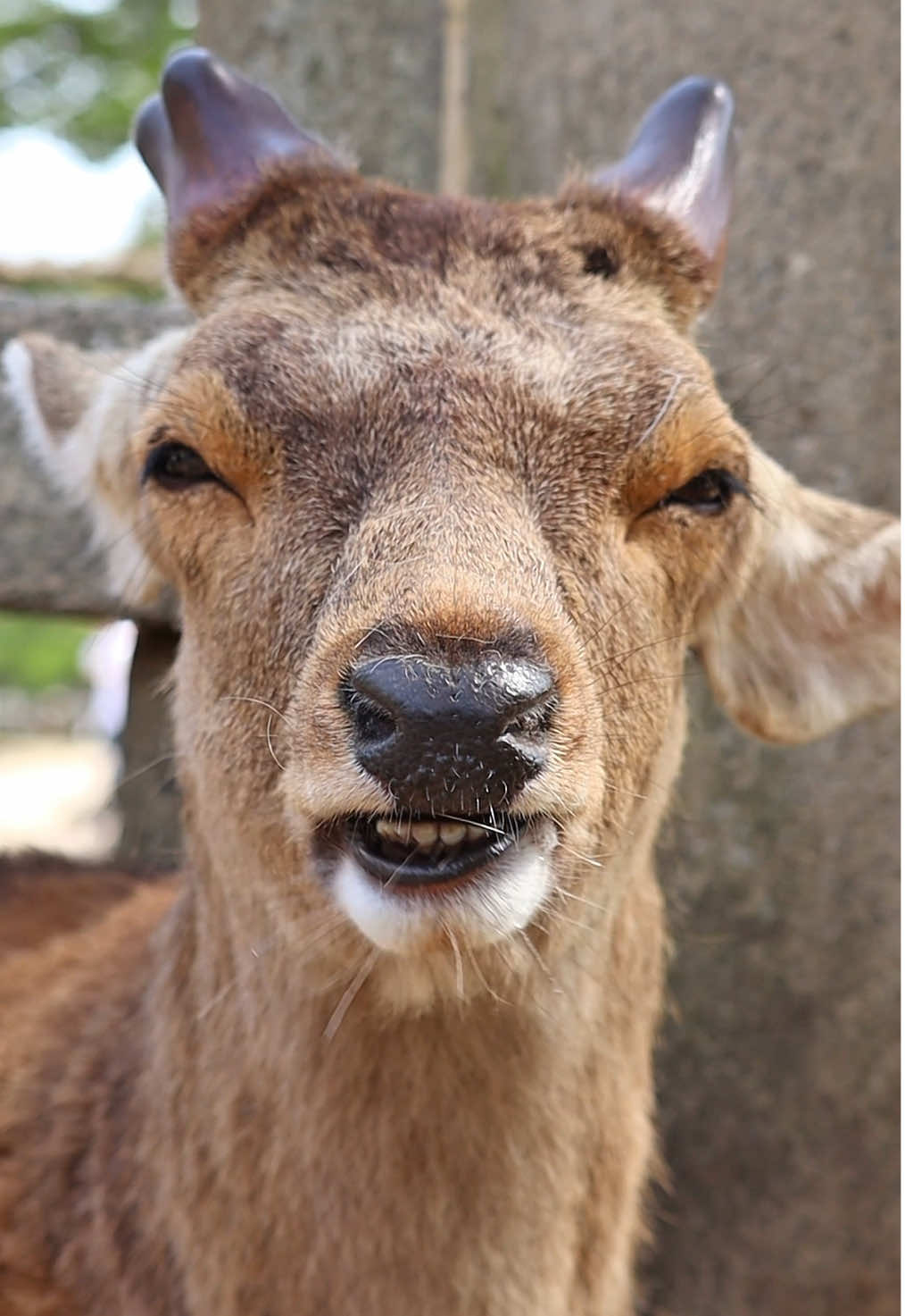 #奈良の鹿 #deer #鹿達の日常 