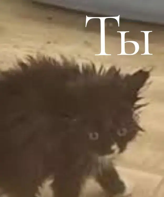 А я вернулся хыхы,ну да мы@котик🐈 так хз че написать ещё..? аоаоэ ладно достаточно и этого #Реки #подружка #латыш #читатьнеумею #😨 #блять 
