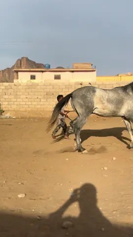 #خيل_وخياله🐎 #الشعب_الصيني_ماله_حل😂😂 #سودانيز_تيك_توك #سودانيز #عاشق_الخيل 