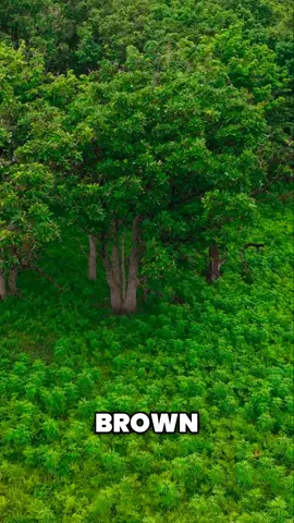 🐻 Just look at these adorable bear cubs playing! After a long hibernation, they’re full of energy—tumbling, wrestling, and learning important survival skills. Under their mother’s watchful eye, they explore the forests of Hokkaido, preparing for the wild world ahead. How cute are they?! 😍 📺 Watch more incredible wildlife moments on our YouTube channel! 🔗 Link in bio! #BabyBears #TooCute #WildlifeWonder #Hokkaido #NatureLovers #BearCubs #AdorableAnimals #Japan #Japanwildlife #BabyAnimals